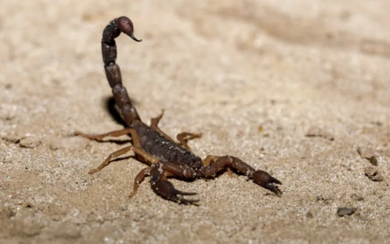 Alerta en Marruecos : Escasez de antídotos contra picaduras y mordeduras en plena ola de calor