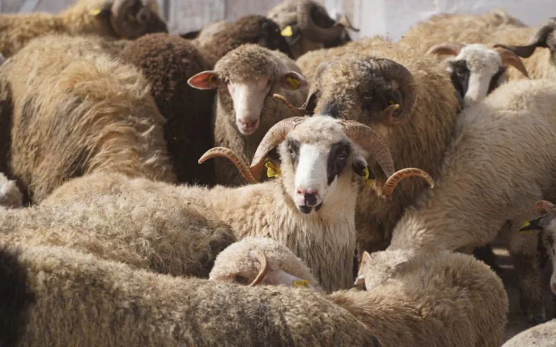 Alerta en Marruecos : Estafas y engaños en la venta de corderos para el Eid al-Adha