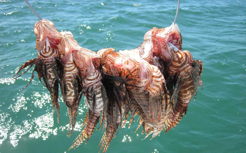 Alerta en Marruecos : El pez león invasor amenaza el ecosistema marino mediterráneo