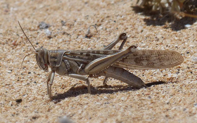 Alerta en Marruecos : Plan de emergencia contra la invasión de langostas del Sáhara
