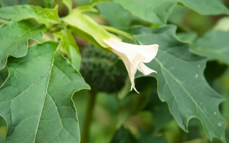 Alerta en Marruecos : Plantas medicinales tradicionales causan intoxicaciones masivas
