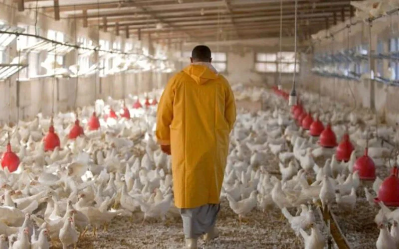Alerta en Marruecos : El precio del pollo se dispara antes del Ramadán