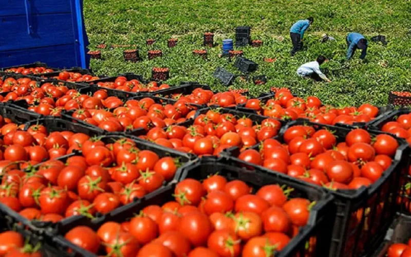 Alerta en Marruecos : El precio del tomate se dispara ante la llegada del Ramadán
