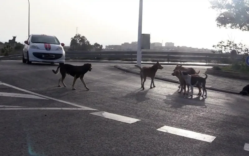 Alerta en Melilla : Cuatro casos de rabia disparan medidas sanitarias en la frontera con Marruecos