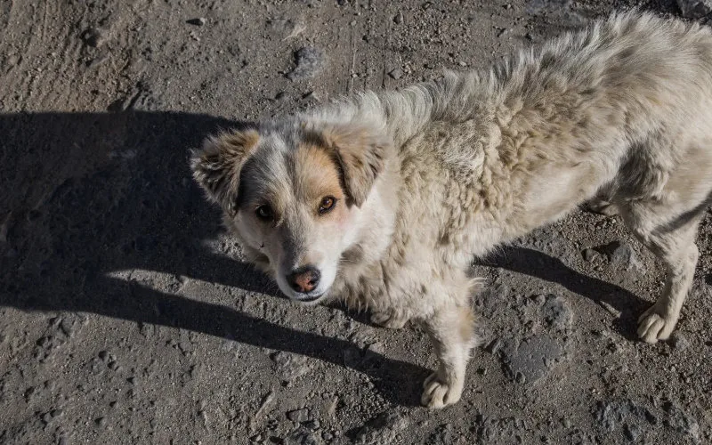 Alerta en Melilla : Detectan rabia en perro marroquí y urgen vacunación