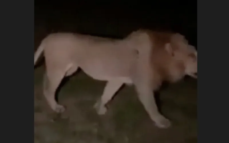 Alerta en Ouarzazate : ¿El León del Atlas acecha de nuevo ? Pánico y misterio en Marruecos