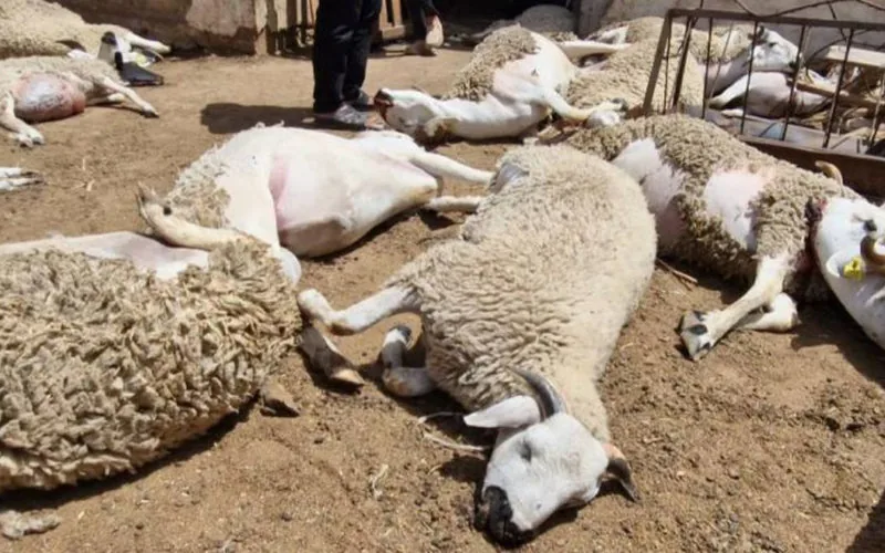 Alerta sanitaria en Berrechid : Bacteria intestinal causa muerte masiva de ovejas