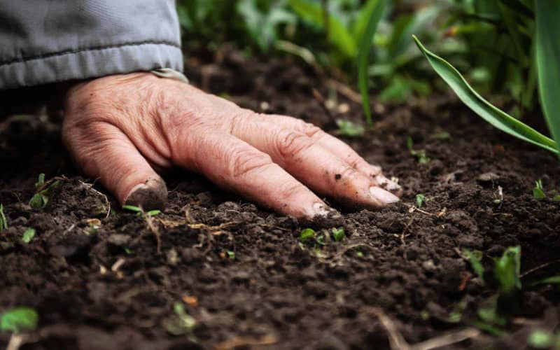 Alerta sanitaria : El cadmio en fosfatos marroquíes amenaza la cadena alimentaria europea