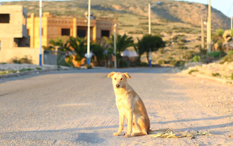 Alerta sanitaria : Caso mortal de rabia en España desata advertencias para turistas británicos