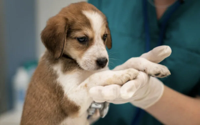 Alerta sanitaria : Confirman rabia en cachorro marroquí introducido ilegalmente en Francia