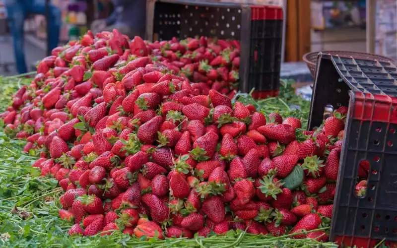 Alerta sanitaria : Fresas marroquíes con hepatitis A interceptadas en el puerto de Bilbao