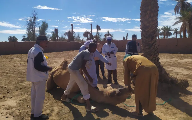 Alerta sanitaria en Marruecos : Enigmática enfermedad diezma camellos en Zagora