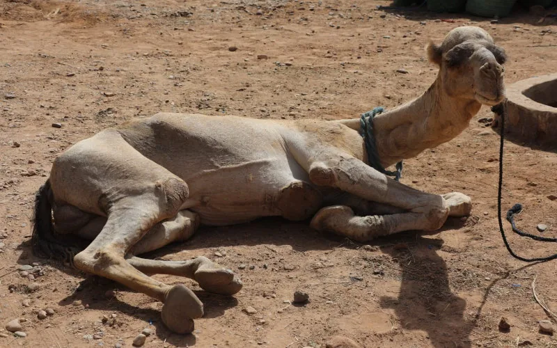 Alerta sanitaria : Misteriosa epidemia diezma dromedarios en el sur de Marruecos