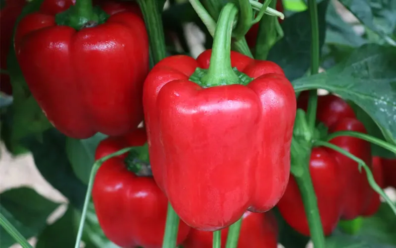 Alerta sanitaria : Pimientos marroquíes con pesticidas prohibidos llegan a Francia