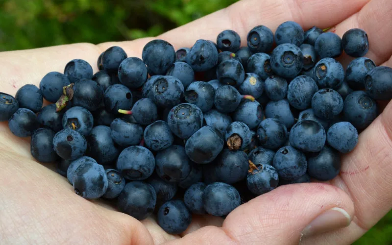 Alerta sanitaria : Rusia bloquea moras marroquíes por plaga de Drosophila suzukii