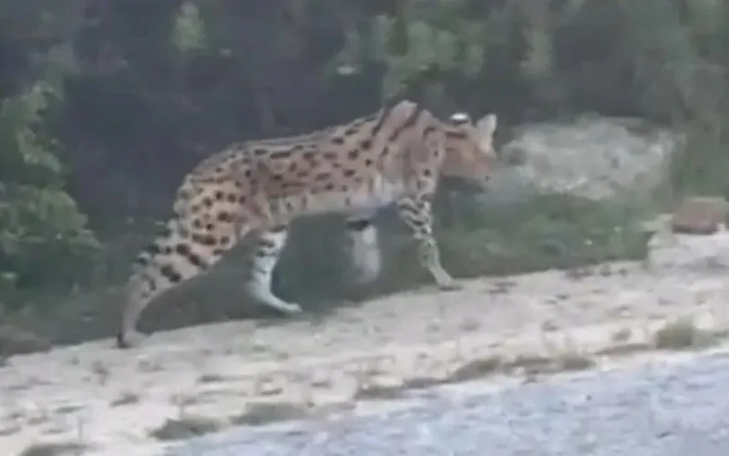 Alerta en Tánger : Serval salvaje aterroriza a la población y desata operativo de captura