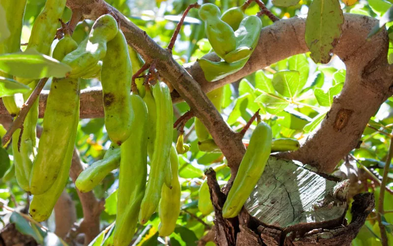 El algarrobo marroquí : la apuesta de viticultores occitanos contra la sequía