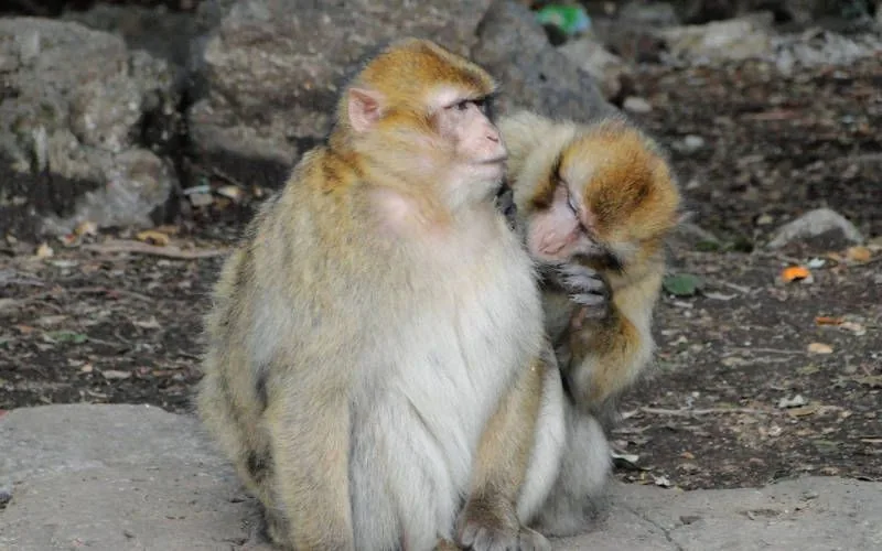 Ataque de macaco en Marruecos : Turista francesa herida en el bosque de Azrou
