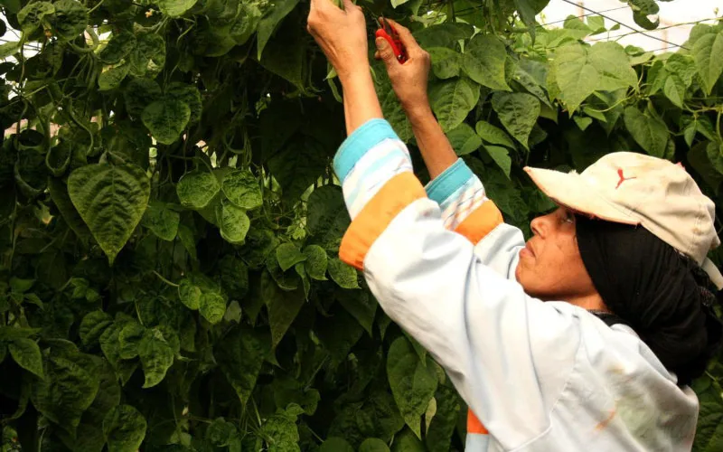 Auge de la inversión agroalimentaria española en Marruecos : más de 360 empresas aprovechan oportunidades
