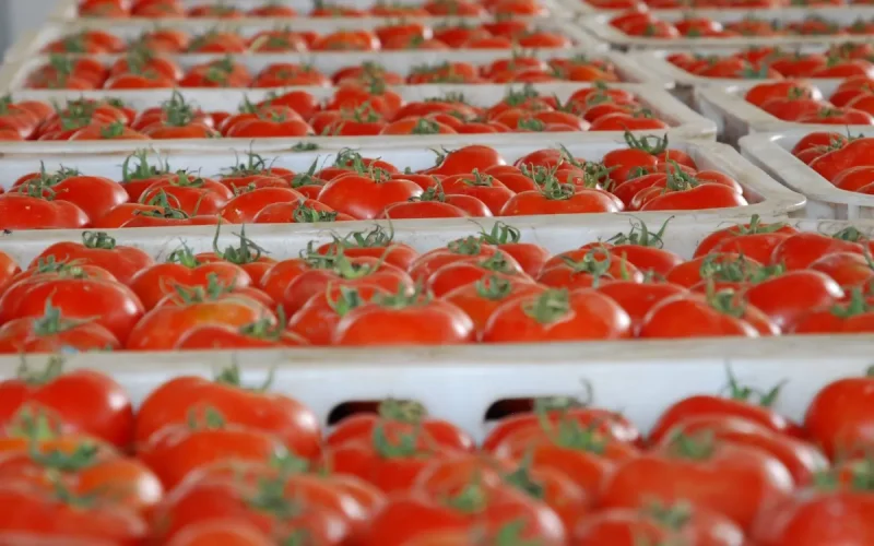Bruselas calcula cuánto podrían costar las nuevas normas a los tomates marroquíes : 195.000 toneladas