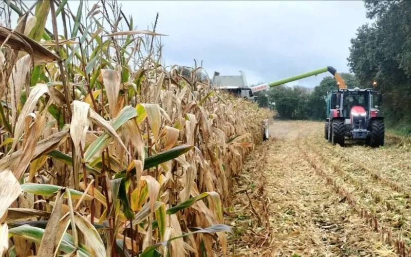 Cadmio en Fertilizantes : Marruecos da una Lección de Adaptación a Francia