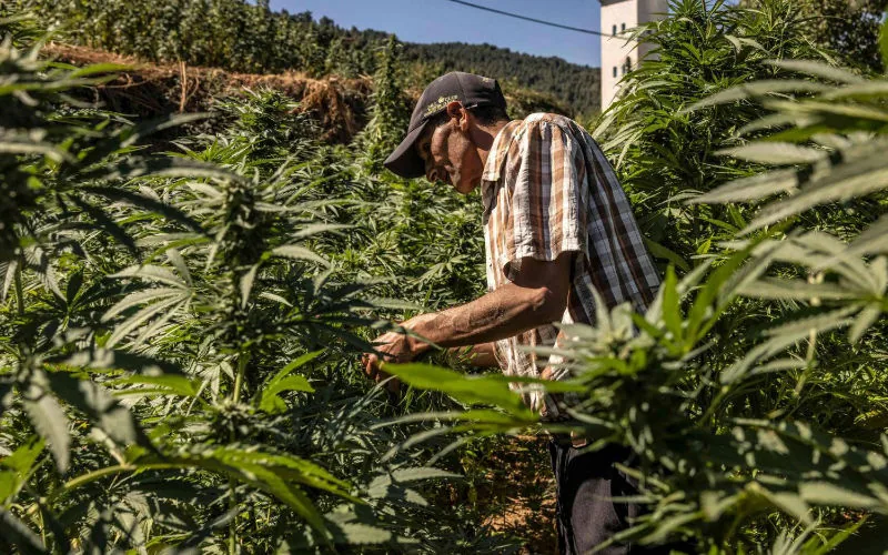 Cannabis legal en Marruecos : Éxito rotundo en la primera cosecha de Al Hoceima y Chefchaouen