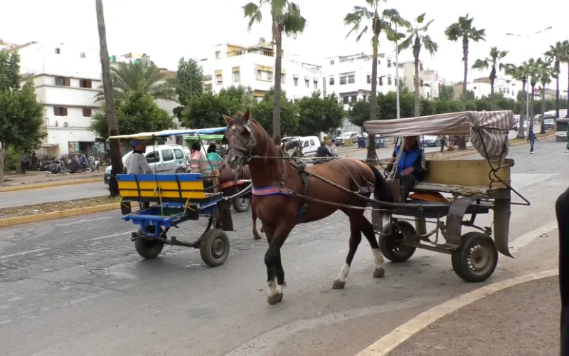 Caos en Casablanca : Carros tradicionales desafían la modernización del transporte urbano