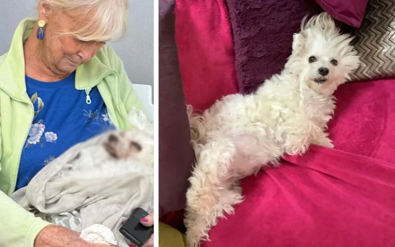 Caos en Marruecos : Anciana belga pierde a su perro y denuncia a aerolínea tras viaje frustrado