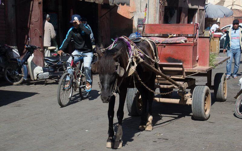 Carretillas y perros callejeros : El desafío persistente de Had Soualem