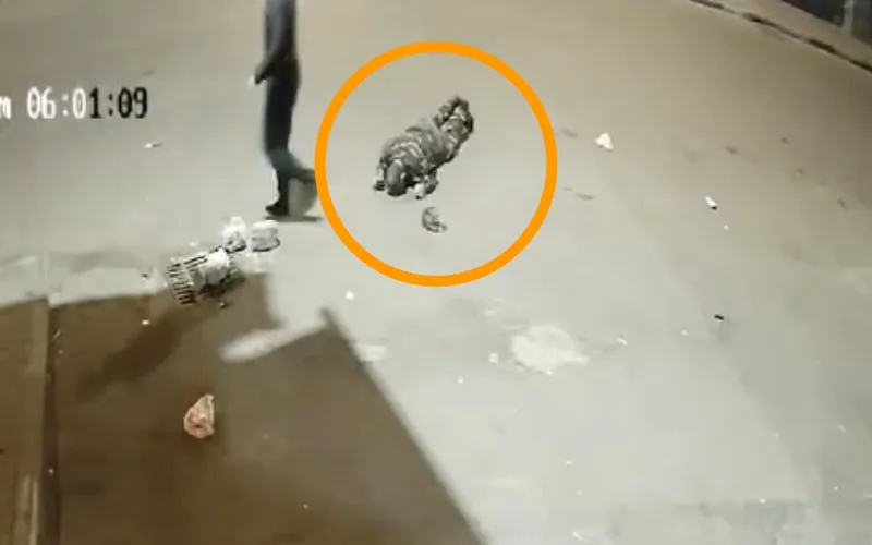 Casablanca : Detienen a agresor tras brutal ataque a policía captado en video viral