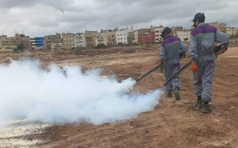 Casablanca lanza ofensiva contra mosquitos : Calor y salud en juego