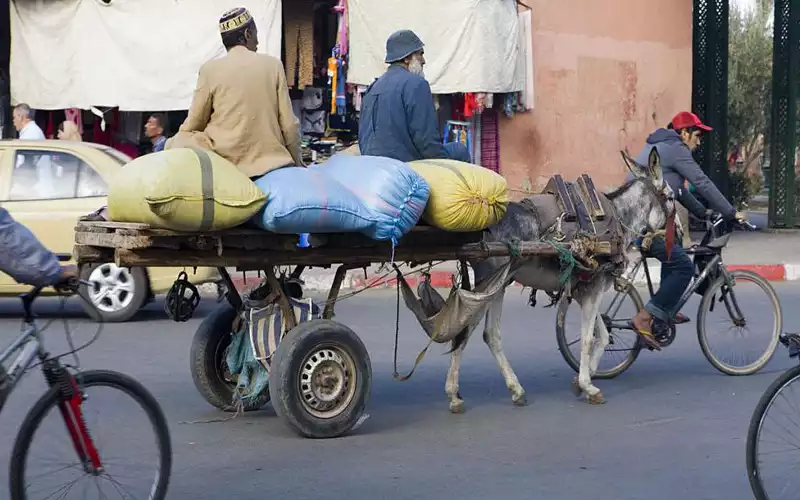 Casablanca prohíbe carros de caballos : Modernización urbana y bienestar animal