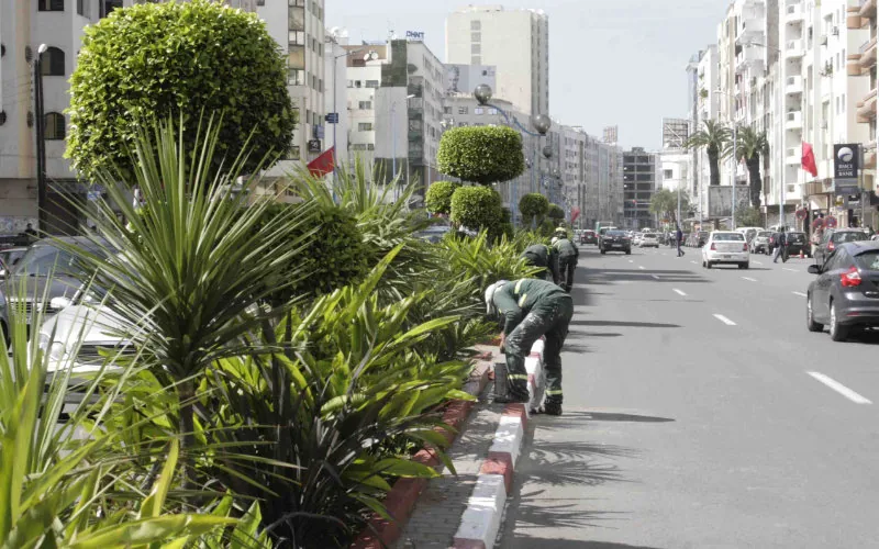 Casablanca se rebela : Restaurantes y cafés desafían la uniformidad impuesta en terrazas