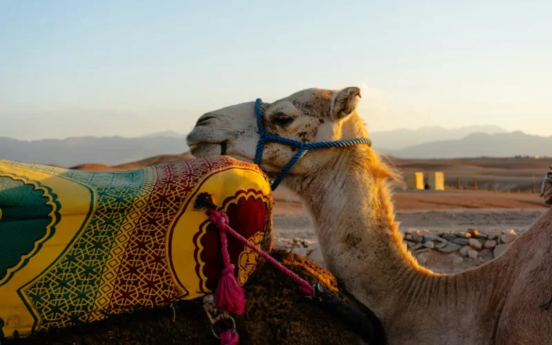 Cerca de Marrakech, el desierto de Agafay amenazado por su propio éxito (Le Figaro)