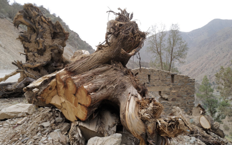 El ciprés del Atlas, joya milenaria de Marruecos, al borde de la extinción tras el terremoto