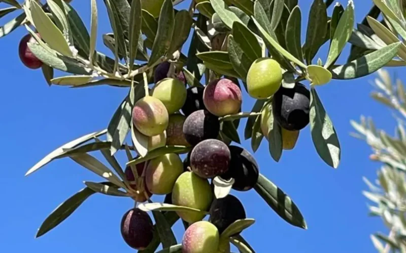 Tras una cosecha excepcional, Marruecos podría perder 80 millones de kilos de aceite de oliva