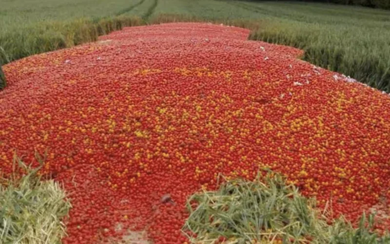 Crisis agrícola en Marruecos : Agricultores destruyen toneladas de tomates por desplome de precios