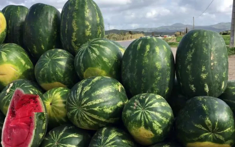 La crisis del agua enfrenta a agricultores y autoridades en Tata : ¿Volverá la sandía ?