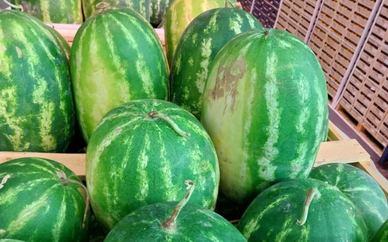 La crisis del agua en Zagora : Cómo el cultivo de sandía agrava la sequía en Marruecos