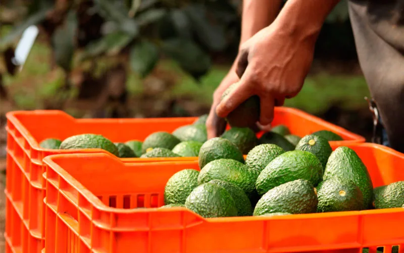 Crisis del aguacate : Productores valencianos enfrentan avalancha de importaciones marroquíes