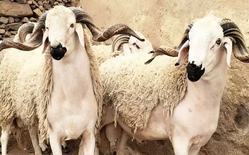 Crisis del cordero en Marruecos : El Aíd al-Adha se enfrenta a precios récord