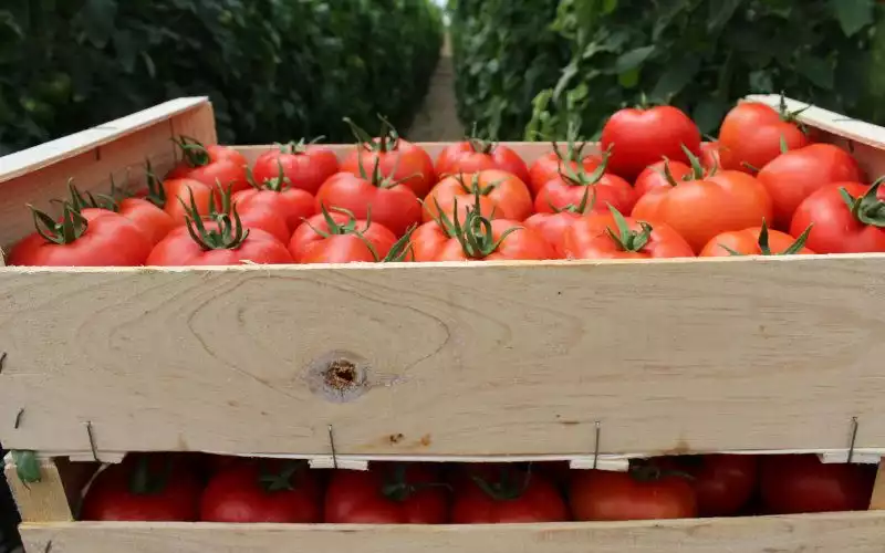 Crisis del tomate español : Marruecos amenaza el sector con importaciones masivas