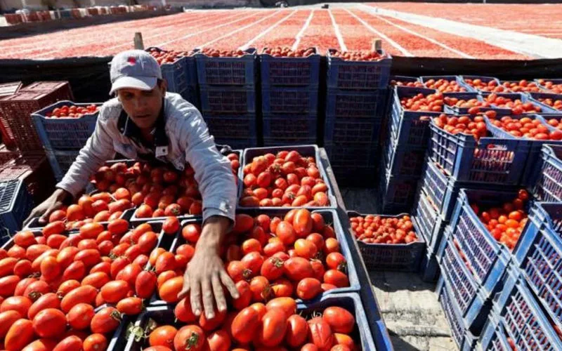 Crisis del tomate : Marruecos desafía a Europa en medio de protestas agrícolas y sequía