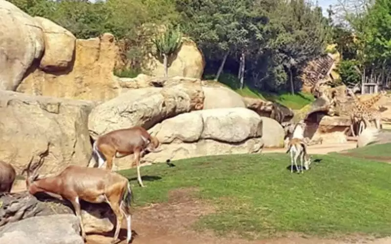 Crisis financiera frena la inauguración del zoo de Casablanca : 70 millones de dírhams en juego