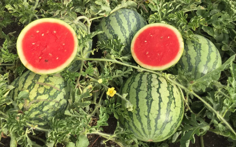 Crisis hídrica en Marruecos : La prohibición de sandías desata debate agrícola