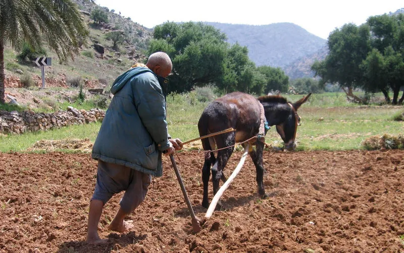 Crisis hídrica en Marruecos : La sequía obliga a replantear el futuro agrícola del país