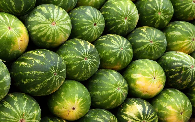 Crisis en el mercado marroquí : La sandía se desploma en precio pero no en demanda