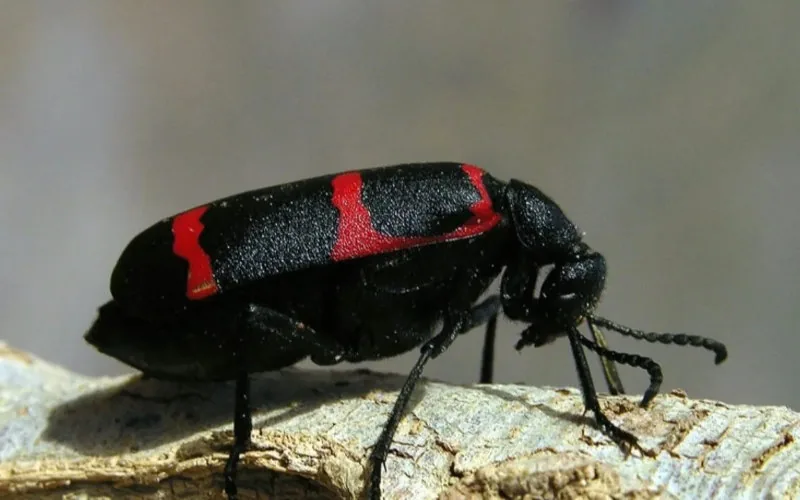 Descubren en el Atlas marroquí un coleóptero único : el Lampromeloe pantherinus