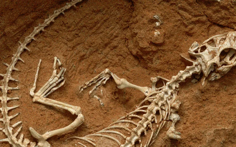 Descubren tráfico ilegal de fósiles prehistóricos en la frontera franco-española