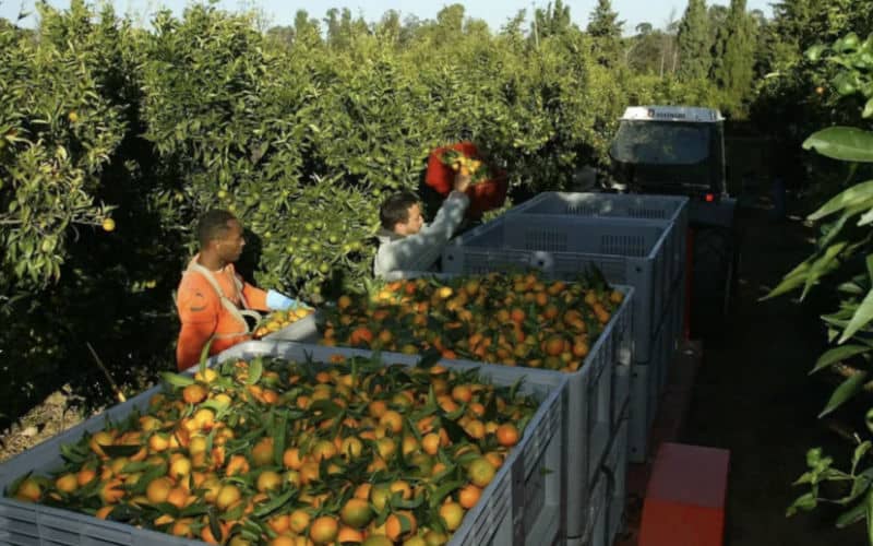 Desmantelan red de explotación laboral de migrantes marroquíes en granjas francesas